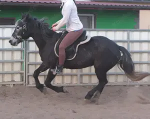 Warmblutstute "Marina"