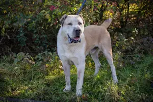 *THOR* - ein zentralasiatischer Owtscharka für Kenner dieser Hunderasse