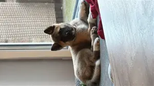 American Akita Rüde 5 Monate alt