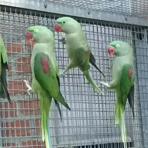 Biete  Große Alexander in Wildfarbe 