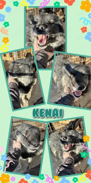 Liebevoller, menschenbezogener Rüde "Kenai" sucht ein Zuhause, super verträg. mit Artgenossen