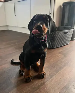 Quality Dobermann Welpen