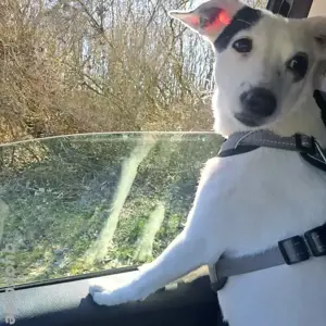 Pete die kleine Entdeckerin
