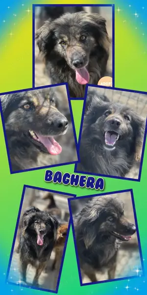 liebenswerter, bilschöner, menschenbezogener Hundejunge "Baghera" sucht ein Zuhause