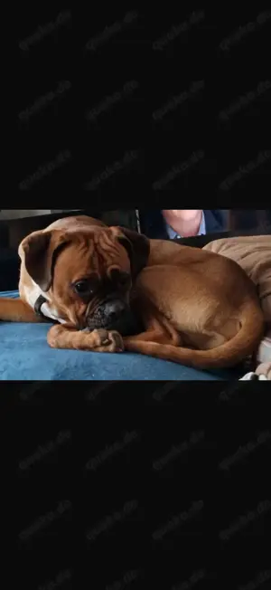 2jahriger Boxer rüde
