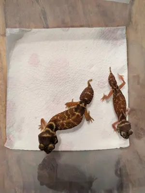 1,1 Nephrurus levis levis für Hannover 