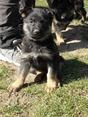 Deutsche Schäferhundwelpen ab April abzugeben