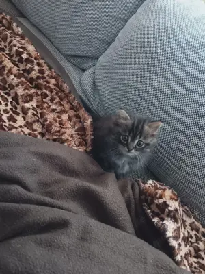 Kater sucht neuen Dosenöffner 