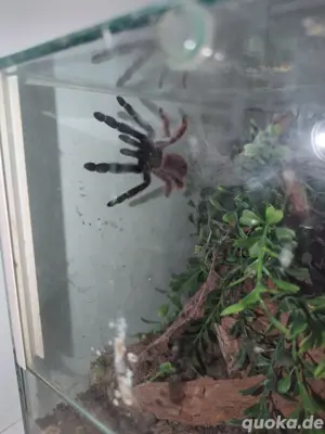 0,1 Psalmopoeus victori Weibchen