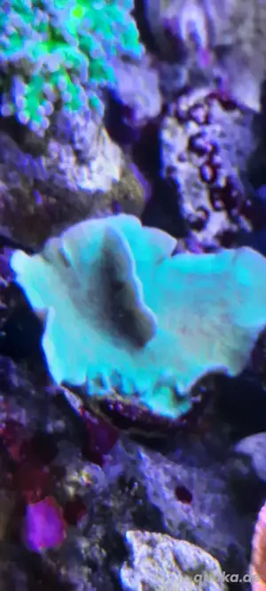 korallen ableger  pavona Kaktus  Bild 2