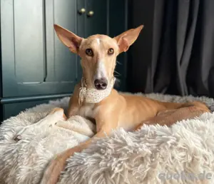 Verspielte Flecha sucht liebevolles Zuhause mit Hundefreund Bild 6