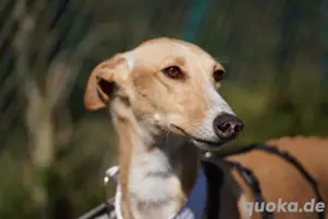 Verspielte Flecha sucht liebevolles Zuhause mit Hundefreund Bild 3