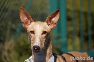 Verspielte Flecha sucht liebevolles Zuhause mit Hundefreund Bild 4