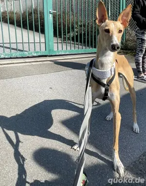 Verspielte Flecha sucht liebevolles Zuhause mit Hundefreund Bild 7