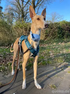 Verspielte Flecha sucht liebevolles Zuhause mit Hundefreund Bild 9