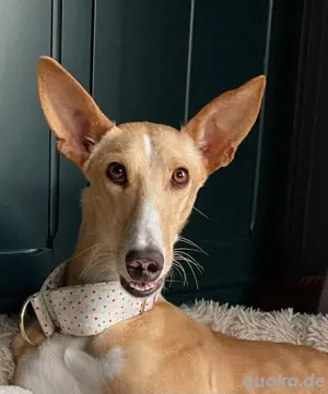 Verspielte Flecha sucht liebevolles Zuhause mit Hundefreund Bild 5
