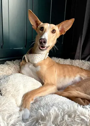 Verspielte Flecha sucht liebevolles Zuhause mit Hundefreund Bild 8