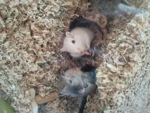 2 Rennmäuse