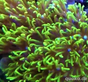 briareum koralle ableger  , affenhaar