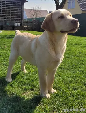 Labrador Youngsters