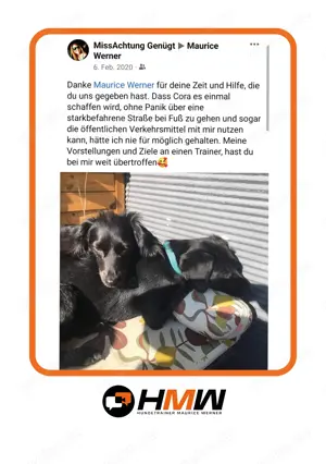 Professionelles Hundetraining   Persönlich oder auch via Videoanalyse Bild 3