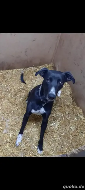 Herzenshund Tajo möchte ankommen und Vertrauen schenken Bild 3