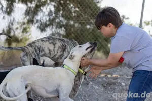 Zarte Galgoseele sucht Sicherheit und Liebe   Harina wartet auf ihr Glück