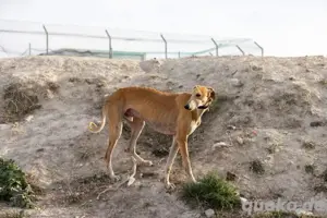 Sanfter Galgo mit Vergangenheit   Cairo sucht seine Menschen Bild 6