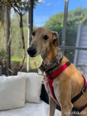 Sanfter Galgo mit Vergangenheit   Cairo sucht seine Menschen Bild 3