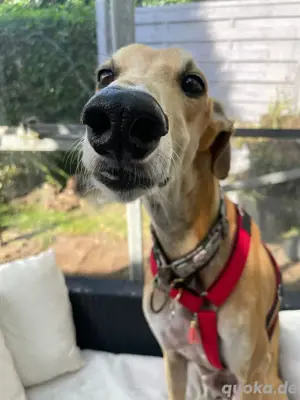 Sanfter Galgo mit Vergangenheit   Cairo sucht seine Menschen Bild 9