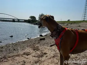 Sanfter Galgo mit Vergangenheit   Cairo sucht seine Menschen Bild 7