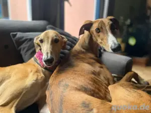 Sanfter Galgo mit Vergangenheit   Cairo sucht seine Menschen Bild 5