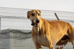 Sanfter Galgo mit Vergangenheit   Cairo sucht seine Menschen Bild 4