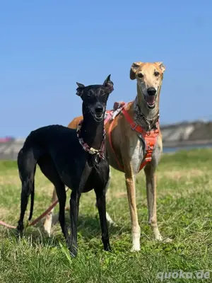Sanfter Galgo mit Vergangenheit   Cairo sucht seine Menschen Bild 8