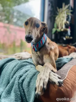 Sanfter Galgo mit Vergangenheit   Cairo sucht seine Menschen Bild 10
