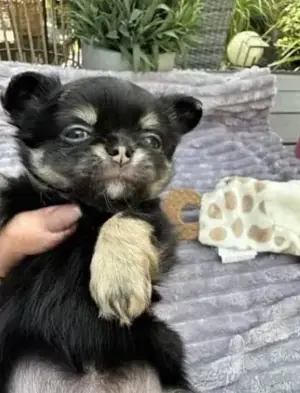 Chihuahua Welpe 