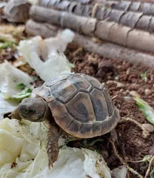 Griechische Landschildkröten NZ 2024 aus Hobbyzucht