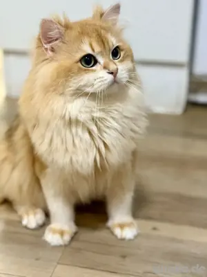 Deckkater mit Stammbaum