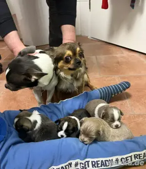 Chihuahua-Welpe 