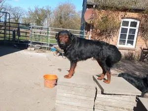 Familien Mischlings Hunde 