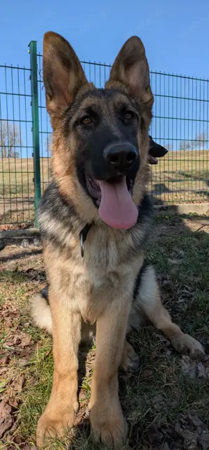 Altdeutsche Schäferhunde ,Schäferhundwelpen, Schäferhunde 
