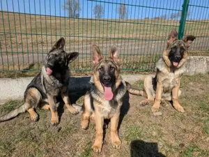 Schäferhundwelpen, altdeutsche Schäferhundwelpen, SchAferhunde