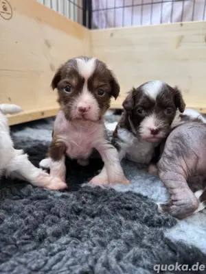 Chinese Crested Welpen