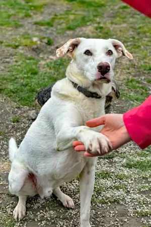 Ice sucht ein Zuhause Bild 5