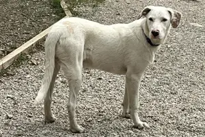 Ice sucht ein Zuhause Bild 3