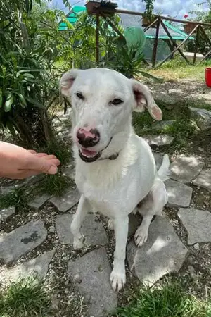 Ice sucht ein Zuhause Bild 8