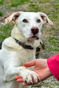 Ice sucht ein Zuhause Bild 2