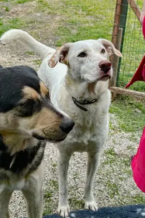 Ice sucht ein Zuhause Bild 6