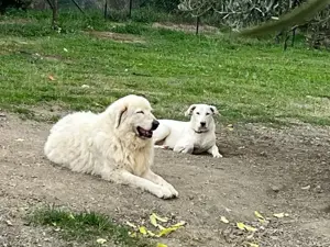 Ice sucht ein Zuhause Bild 10