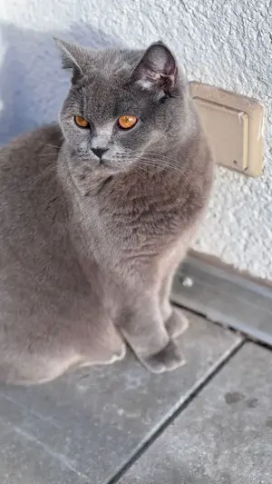 BKH Blue Deckkater  Bild 2